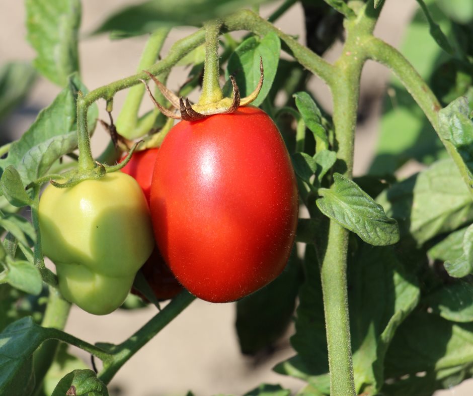 Datterino Tomate